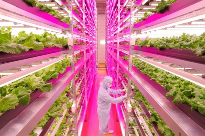 Первая в мире полностью роботизированная ферма по выращиванию салата создается в японии.