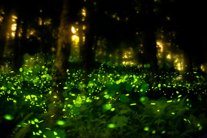 Светящиеся ночью деревья заменят фонари